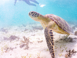 アマモを食べている。
アオウミガメ, Green Turtle, Green Sea Turtle, Chelonia mydas, ウミガメ科,
阿嘉島前浜ビーチ
沖縄県島尻郡慶良間諸島-2025
沖縄本島から40km西方にある諸島。
大小30以上の島々からなる島嶼群は全体が国立公園に指定されている。
珊瑚礁の海、白い砂浜、緑の山地は世界屈指の美しさ。
多くの貴重な動植物が生息している。
