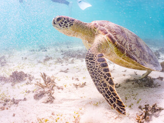 アマモを食べている。
アオウミガメ, Green Turtle, Green Sea Turtle, Chelonia mydas, ウミガメ科,
阿嘉島前浜ビーチ
沖縄県島尻郡慶良間諸島-2025
沖縄本島から40km西方にある諸島。
大小30以上の島々からなる島嶼群は全体が国立公園に指定されている。
珊瑚礁の海、白い砂浜、緑の山地は世界屈指の美しさ。
多くの貴重な動植物が生息している。
