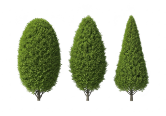 Three topiary trees in varying shapes against a black background