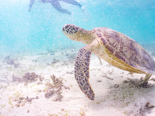 アマモを食べている。
アオウミガメ, Green Turtle, Green Sea Turtle, Chelonia mydas, ウミガメ科,
阿嘉島前浜ビーチ
沖縄県島尻郡慶良間諸島-2025
沖縄本島から40km西方にある諸島。
大小30以上の島々からなる島嶼群は全体が国立公園に指定されている。
珊瑚礁の海、白い砂浜、緑の山地は世界屈指の美しさ。
多くの貴重な動植物が生息している。
