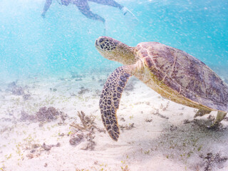 アマモを食べている。
アオウミガメ, Green Turtle, Green Sea Turtle, Chelonia mydas, ウミガメ科,
阿嘉島前浜ビーチ
沖縄県島尻郡慶良間諸島-2025
沖縄本島から40km西方にある諸島。
大小30以上の島々からなる島嶼群は全体が国立公園に指定されている。
珊瑚礁の海、白い砂浜、緑の山地は世界屈指の美しさ。
多くの貴重な動植物が生息している。
