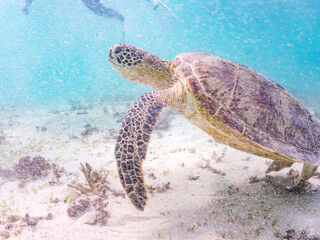 アマモを食べている。
アオウミガメ, Green Turtle, Green Sea Turtle, Chelonia mydas, ウミガメ科,
阿嘉島前浜ビーチ
沖縄県島尻郡慶良間諸島-2025
沖縄本島から40km西方にある諸島。
大小30以上の島々からなる島嶼群は全体が国立公園に指定されている。
珊瑚礁の海、白い砂浜、緑の山地は世界屈指の美しさ。
多くの貴重な動植物が生息している。
