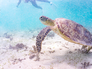 Obraz premium アマモを食べている。 アオウミガメ, Green Turtle, Green Sea Turtle, Chelonia mydas, ウミガメ科, 阿嘉島前浜ビーチ 沖縄県島尻郡慶良間諸島-2025 沖縄本島から40km西方にある諸島。 大小30以上の島々からなる島嶼群は全体が国立公園に指定されている。 珊瑚礁の海、白い砂浜、緑の山地は世界屈指の美しさ。 多くの貴重な動植物が生息している。 