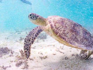 アマモを食べている。
アオウミガメ, Green Turtle, Green Sea Turtle, Chelonia mydas, ウミガメ科,
阿嘉島前浜ビーチ
沖縄県島尻郡慶良間諸島-2025
沖縄本島から40km西方にある諸島。
大小30以上の島々からなる島嶼群は全体が国立公園に指定されている。
珊瑚礁の海、白い砂浜、緑の山地は世界屈指の美しさ。
多くの貴重な動植物が生息している。
