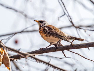 Fieldbird sits on a branch in spring with a blurred background.