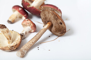 Group of edible mushrooms on white background