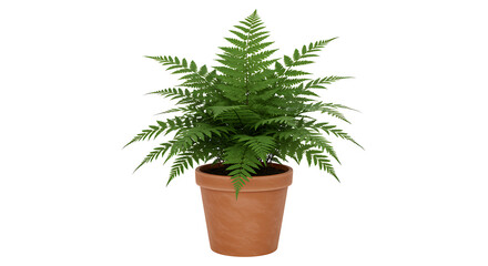 plant in a pot