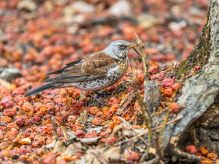 Fieldfare sitting on the bush and feeding on wild red apples in winter or early spring time.