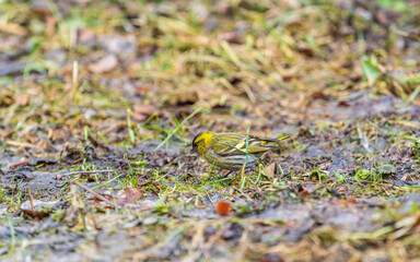 A male Eurasian siskin sits on the ground covered with dry leaves and grass. Carduelis spinus. song bird in the nature habitat.