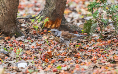 Fieldfare sitting on the bush and feeding on wild red apples in winter or early spring time.