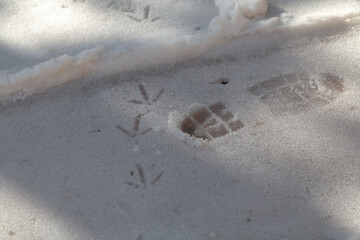Footprints of shoes and birds on white snow close up