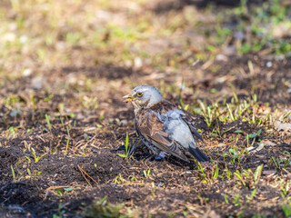 A fieldfare chick, Turdus pilaris, has left the nest and sitting on the spring lawn. A fieldfare chick sits on the ground and waits for food from its parents.