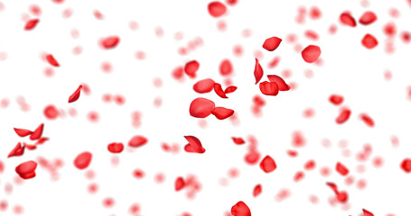 Red rose petals sway in the wind. Isolated on alpha background. 3D rendering.