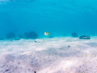 トゲチョウチョウウオ, Threadfin Butterflyfish, Chaetodon Auriga,...