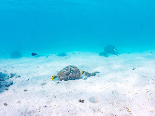 トゲチョウチョウウオ, Threadfin Butterflyfish, Chaetodon Auriga, チョウチョウウオ科,
阿嘉島前浜ビーチ
沖縄県島尻郡慶良間諸島-2025
沖縄本島から40km西方にある諸島。
大小30以上の島々からなる島嶼群は全体が国立公園に指定されている。
珊瑚礁の海、白い砂浜、緑の山地は世界屈指の美しさ。
多くの貴重な動植物が生息している。
