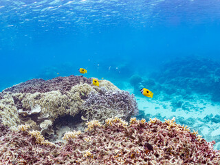 ヒフキアイゴ, Blotched foxface, Siganus unimaculatus,...