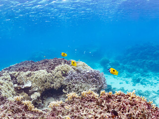 ヒフキアイゴ, Blotched foxface, Siganus unimaculatus, アイゴ科,
阿嘉島阿嘉ビーチ（真謝浜）
沖縄県島尻郡慶良間諸島-2025
沖縄本島から40km西方にある諸島。
大小30以上の島々からなる島嶼群は全体が国立公園に指定されている。
珊瑚礁の海、白い砂浜、緑の山地は世界屈指の美しさ。
多くの貴重な動植物が生息している。
