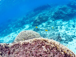 ヒフキアイゴ, Blotched foxface, Siganus unimaculatus, アイゴ科,
阿嘉島阿嘉ビーチ（真謝浜）
沖縄県島尻郡慶良間諸島-2025
沖縄本島から40km西方にある諸島。
大小30以上の島々からなる島嶼群は全体が国立公園に指定されている。
珊瑚礁の海、白い砂浜、緑の山地は世界屈指の美しさ。
多くの貴重な動植物が生息している。
