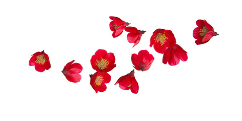 cherry blossom flowers isolated