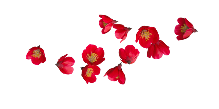 cherry blossom flowers isolated - Powered by Adobe