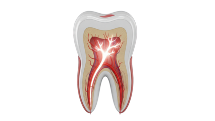 Tooth Anatomy Illustration: Detailed Cross-Section on White Background
