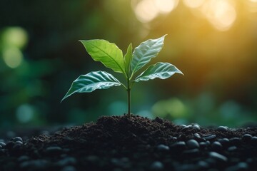 Nature, growth and coffee plant with leaves for ecology, food industry and hospitality business with sustainability. Eco-friendly, natural and premium beans for morning drink, Generative AI