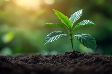 Nature, growth and coffee plant with leaves for ecology, food industry and hospitality business with sustainability. Eco-friendly, natural and premium beans for morning drink, Generative AI