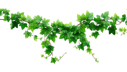 Ivy garland glossy green leaves hang on a winding branch