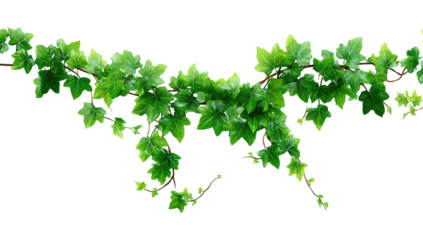 Ivy garland glossy green leaves hang on a winding branch