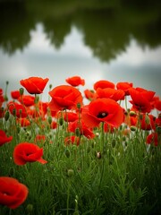 Obraz premium Vibrant red poppies bloom beside tranquil water reflection