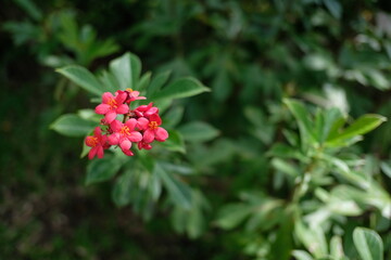 Vibrant red flowers blooming in a lush green garden setting