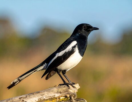 A collection featuring dramatic bird silhouettes at golden sunrise/sunset over mountains and clouds, contrasted with detailed close-ups of the striking black and white Oriental Magpie-Robin