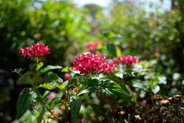 Obraz premium Vibrant red pentas flowers blooming in a lush green garden setting