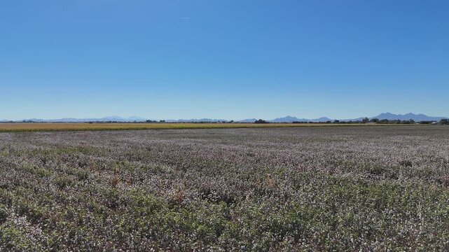 Cotton bolls ready for harvest in Marana, Arizona
