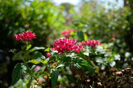 Vibrant red pentas flowers blooming in a lush green garden setting