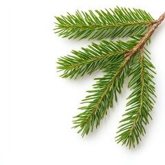 Obraz premium Captivating pine needle close-up nature setting botanical photography soft lighting detailed texture