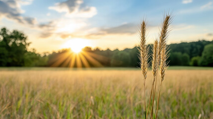 Naklejka premium Golden wheat stalk sunburst sunset countryside field backlit grass