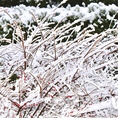 Bush branches covered in fresh white snow and bright red berries, embodying the quiet beauty of a winter garden scene