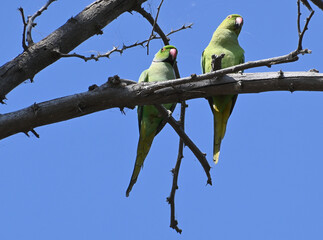 Two cute rose ringed parrots are seen perched on a branch of a dried tree