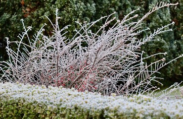 Hoarfrost covering garden hedges and berry bushes during a cold winter morning, creating a beautiful natural white landscape
