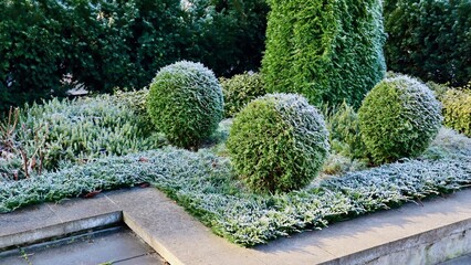 Garden shrubs covering with hoarfrost on a cold winter morning, creating a beautiful frosted landscape design