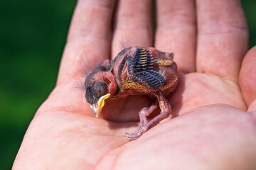 A small baby bird rests in a human hand, symbolizing trust and vulnerability. This moment highlights the need to protect defenseless creatures in our environment.