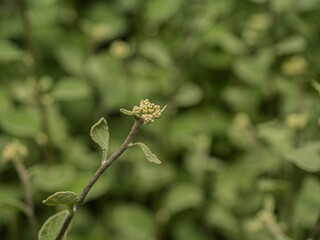 Alabama Croton (Croton Alabamensis) Bush