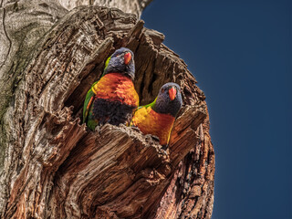 Breeding Pair Of Rainbow Lorikeets Peer Out Of Nest