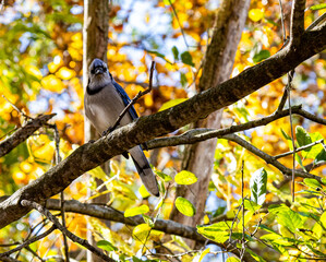 A natural, candid shot of a Blue Jay perched horizontally on a thick tree branch, partially concealed by the surrounding network of smaller branches and green-to-yellow autumn leaves.
