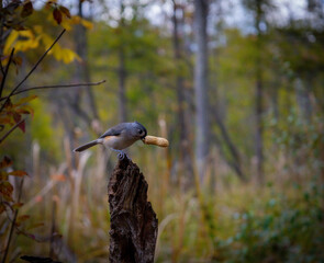 bright, high-quality photograph of a Tufted Titmouse perched on a small branch in autumn.