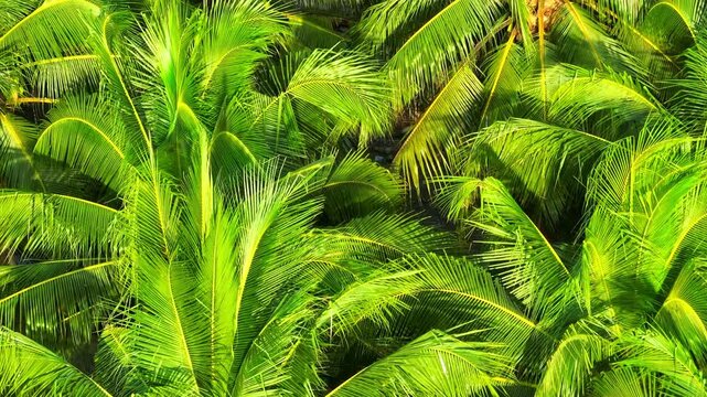 Drone-captured detail of a coconut tree with green coconuts underscores agricultural productivity, ecological harmony, local economic value, and sustainable tropical farming practices.
