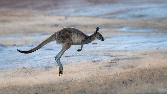 Western grey kangaroo hopping across a field, Western Australia