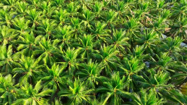 Aerial view captures dense rows of coconut trees stretching across the landscape, highlighting agricultural productivity, environmental benefits, local economic support, responsible land management.
