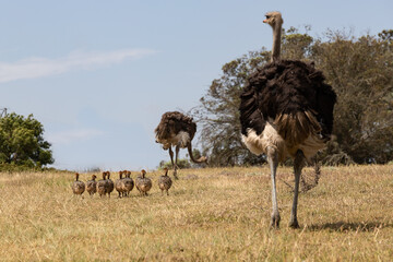 A mother ostrich walks ahead with a row of fluffy chicks across a sunlit savanna, conveying family unity and wildlife in a natural outdoor setting.